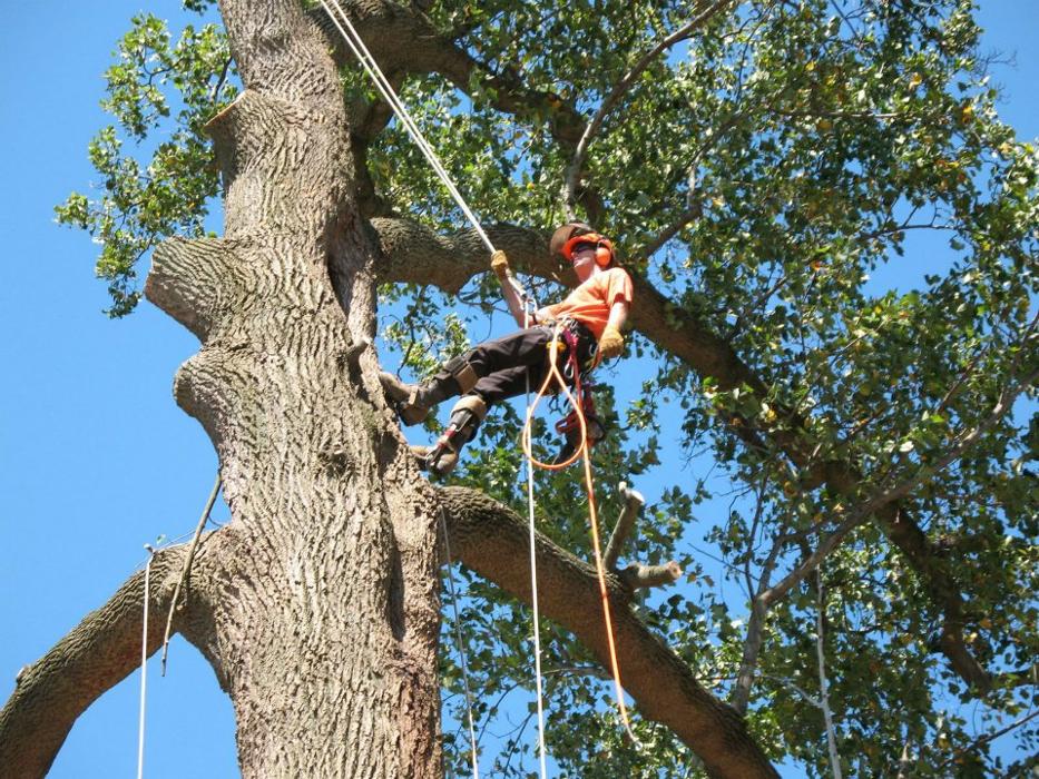Chandler's Tree Service - Ponchatoula, LA