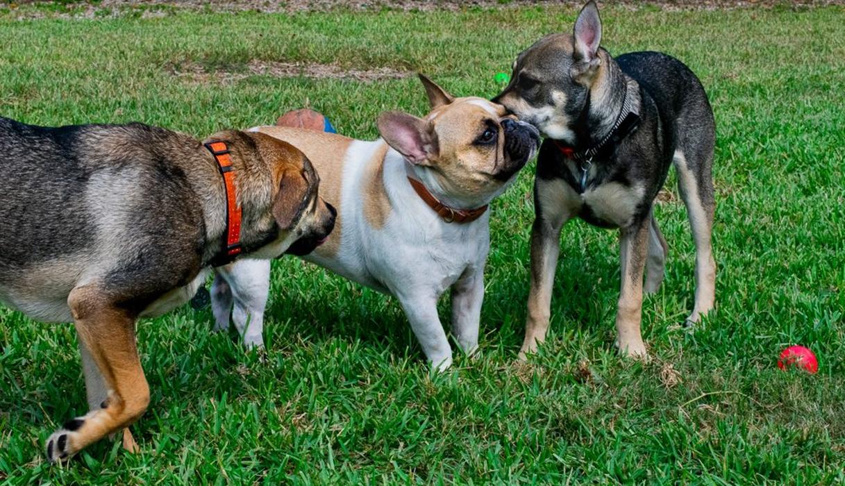 Pet Play Town - Maitland, FL