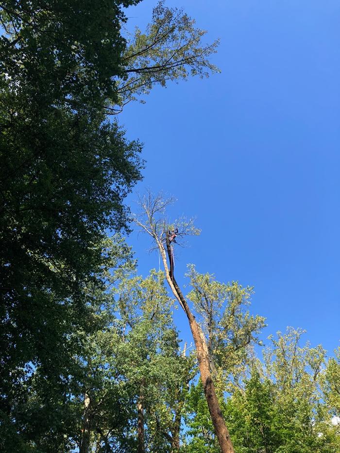 Kirby's tree and landscaping - Culpeper, VA