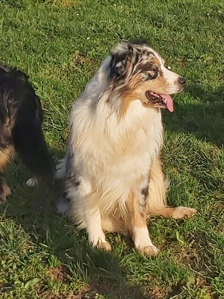 Elevage des Bois de Loge Borgne