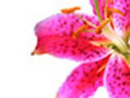 Institut De Beaute Hammam et Lys