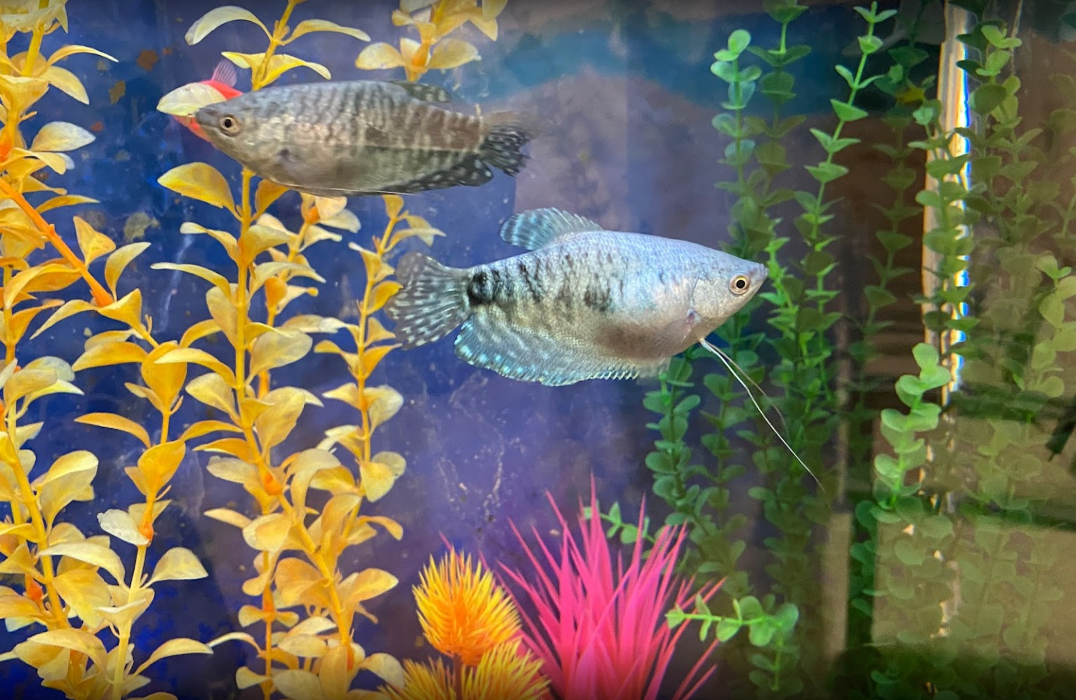 The Fun Kid's Dentist - Brookfield, WI