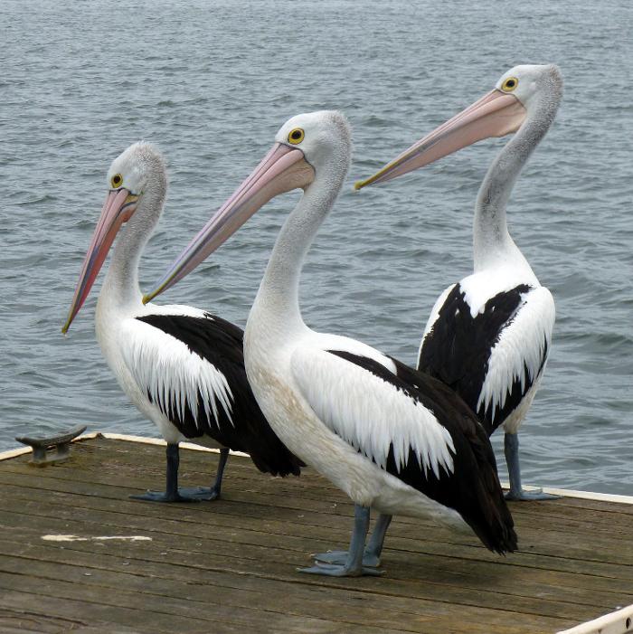 Port "A" Bay Charters &amp; Gulf Coast Adventure - Aransas Pass, TX