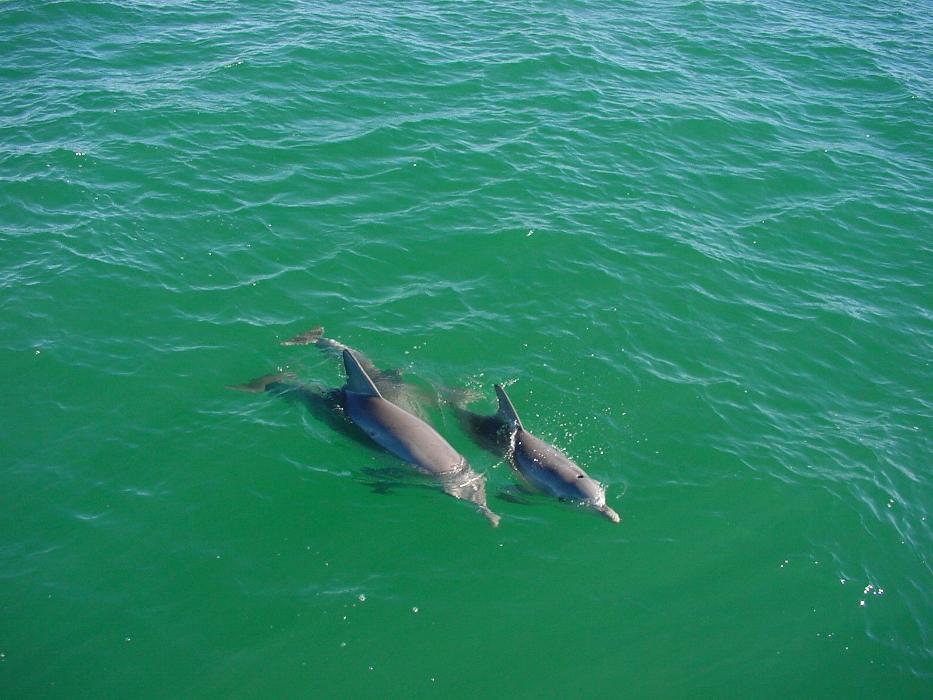 Port "A" Bay Charters &amp; Gulf Coast Adventure - Aransas Pass, TX