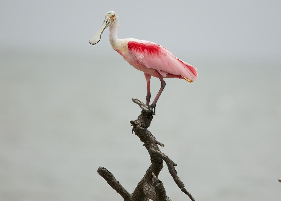 Port "A" Bay Charters &amp; Gulf Coast Adventure - Aransas Pass, TX