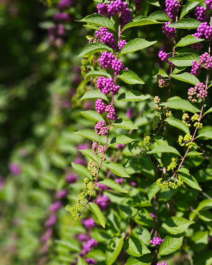 Manchester Gardening LLC Image