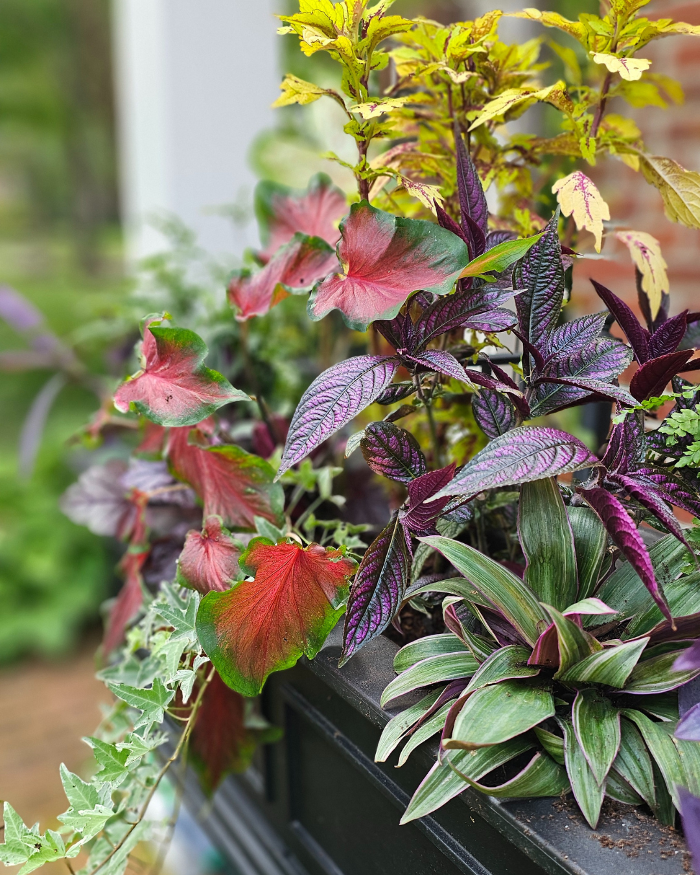 Manchester Gardening LLC Image