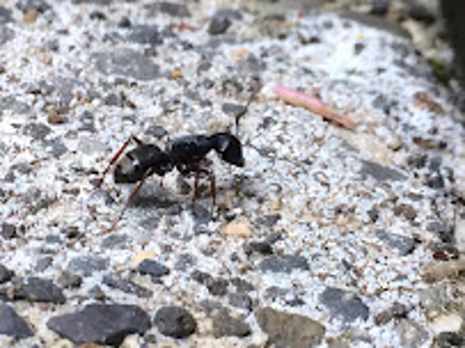 Rite Size Pest Control and Moss Removal Inc. - Washougal, WA