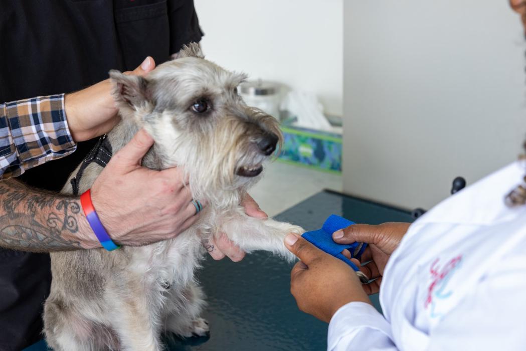 UrgentVet - Gainesville, FL