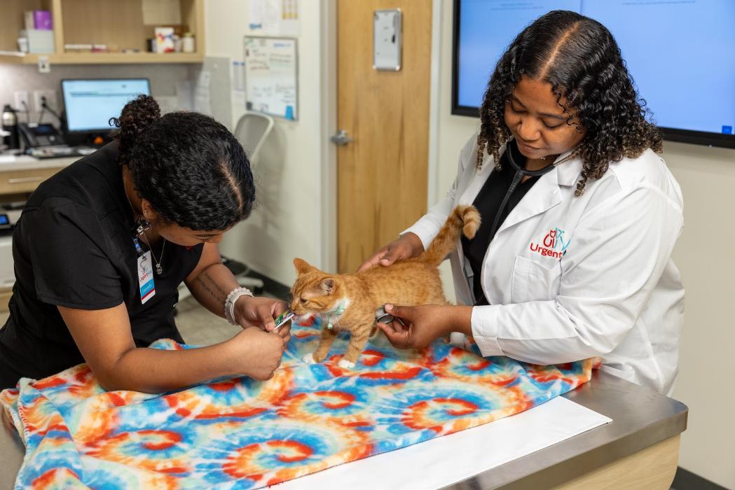 UrgentVet - Gainesville, FL