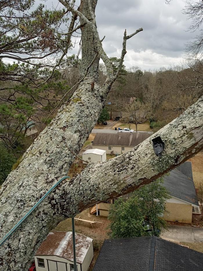 Tree MD LLC - Columbus, GA