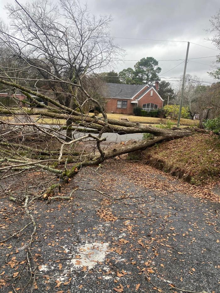 Tree MD LLC - Columbus, GA
