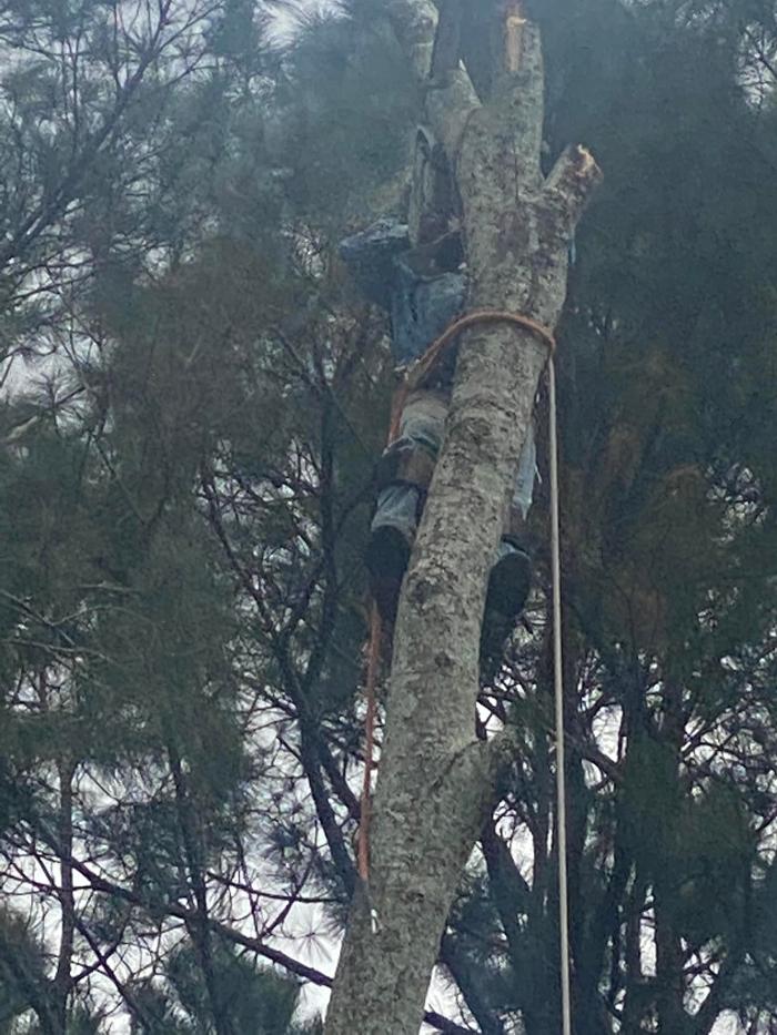 Tree MD LLC - Columbus, GA