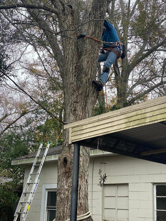 Tree MD LLC - Columbus, GA