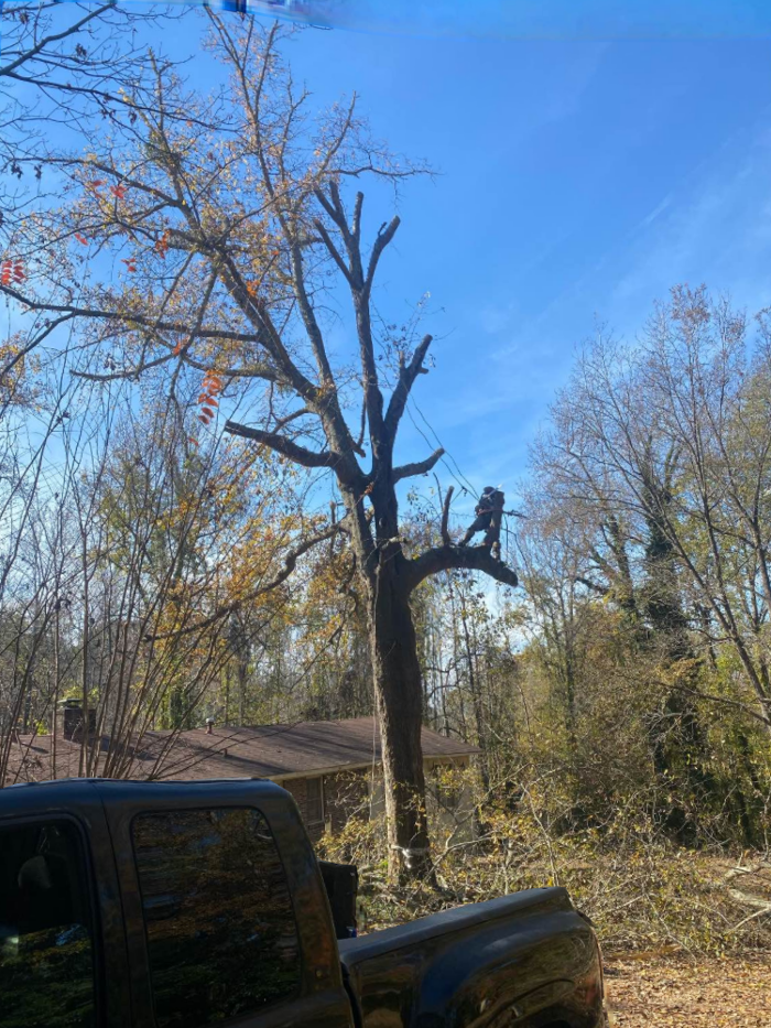 Tree MD LLC - Columbus, GA