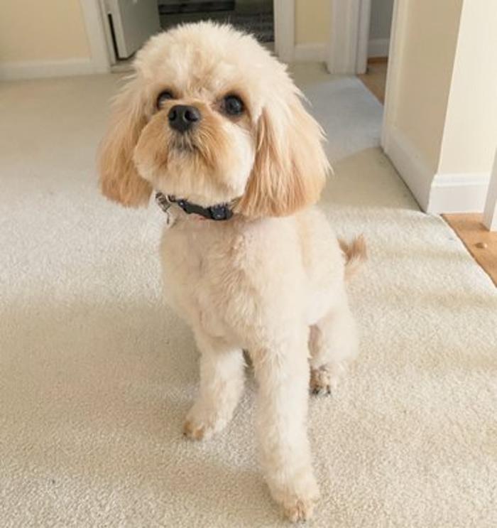 Goin' To the Dogs Mobile Groom - Centreville, VA