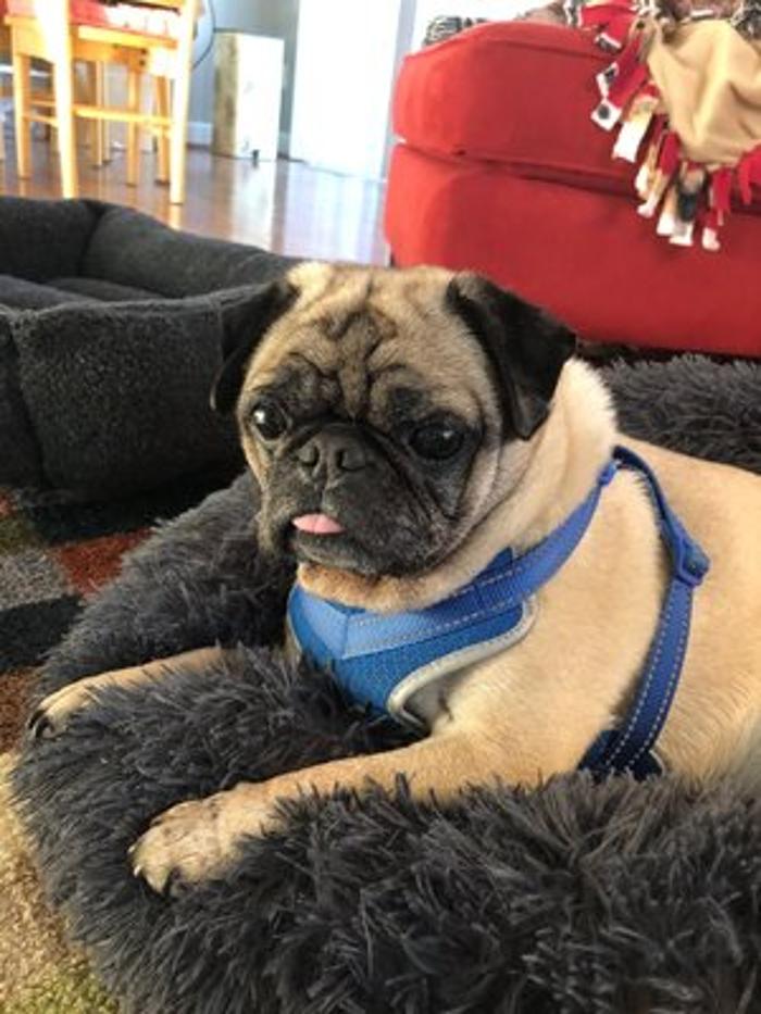 Goin' To the Dogs Mobile Groom - Centreville, VA