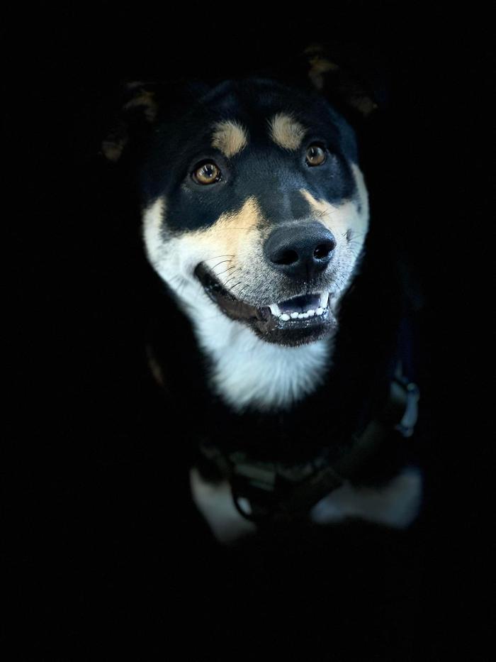 Regal K9's - Queen Creek, AZ