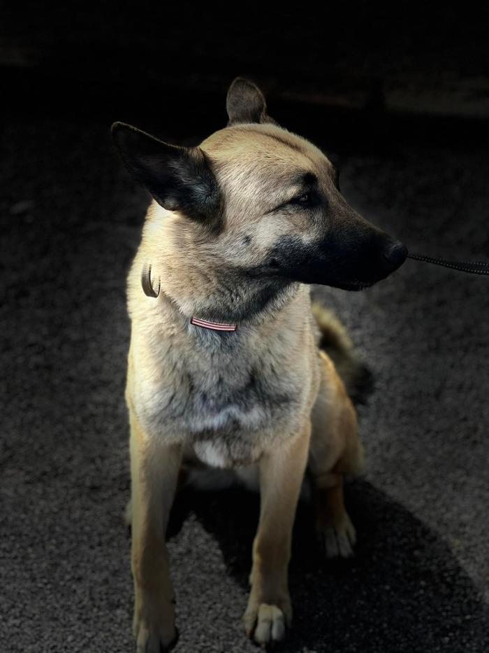 Regal K9's - Queen Creek, AZ