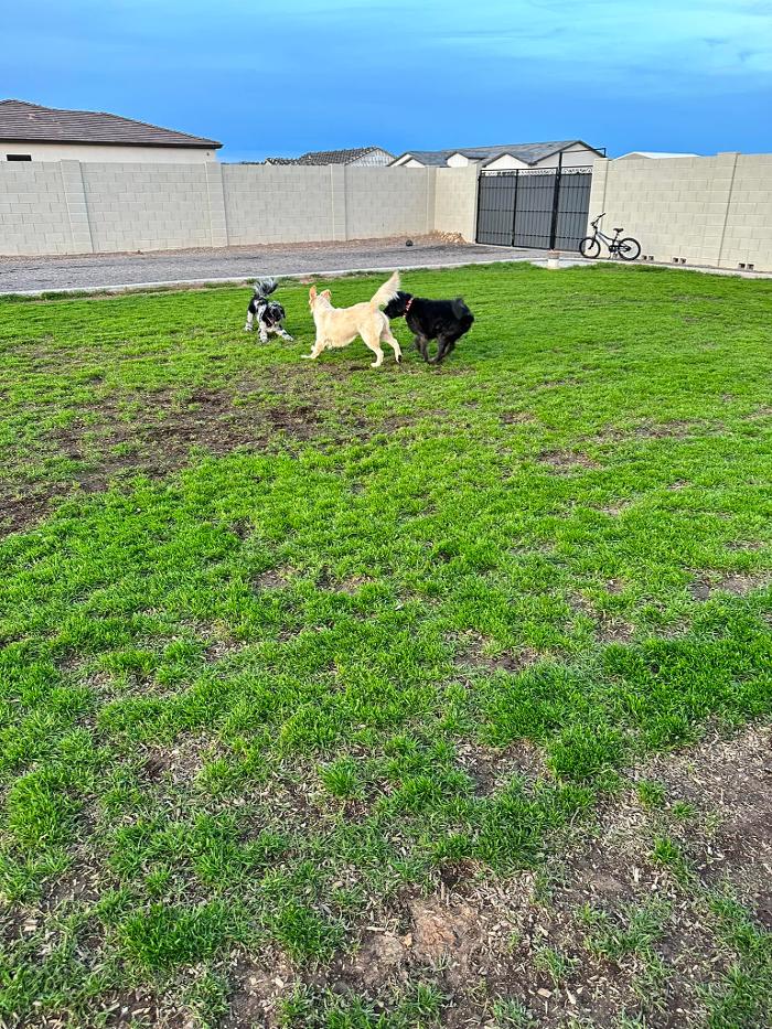 Regal K9's - Queen Creek, AZ