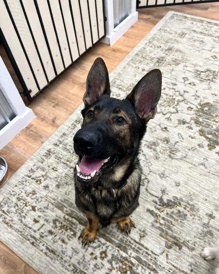 Regal K9's - Queen Creek, AZ