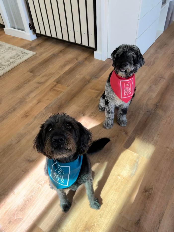Regal K9's - Queen Creek, AZ