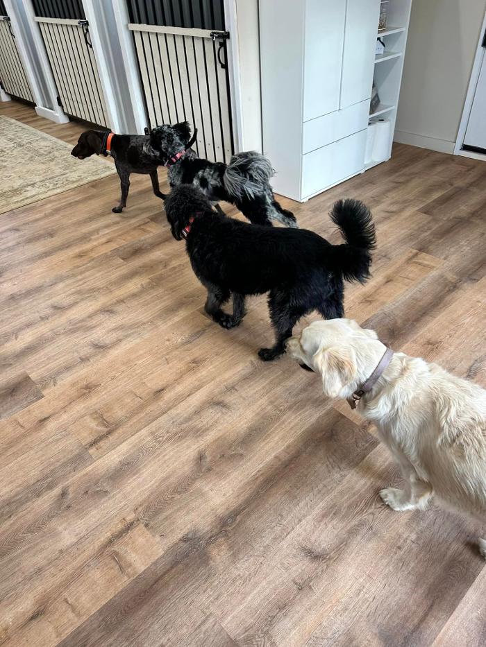Regal K9's - Queen Creek, AZ
