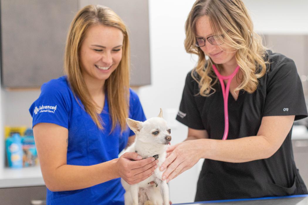 Advanced Animal Care Berea - Berea, KY