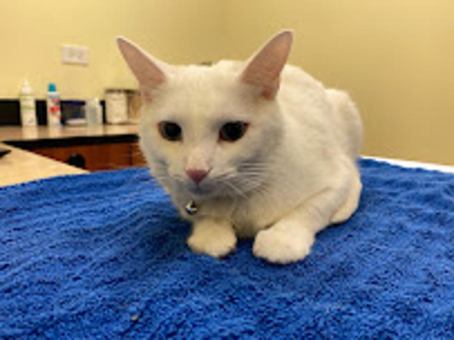 Animal Hospital of Springfield, LLC - Springfield, IL