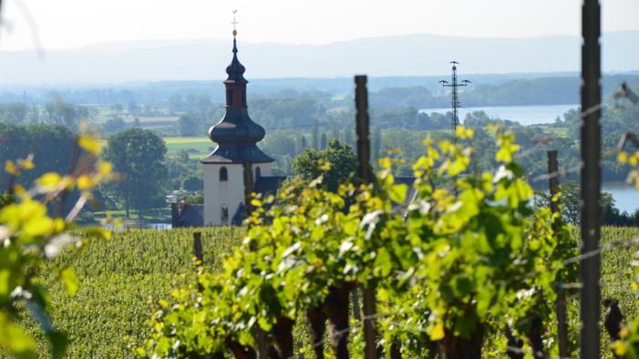 Weingut & Gästehaus Thomas Schwibinger, Hinter Saal in Nierstein