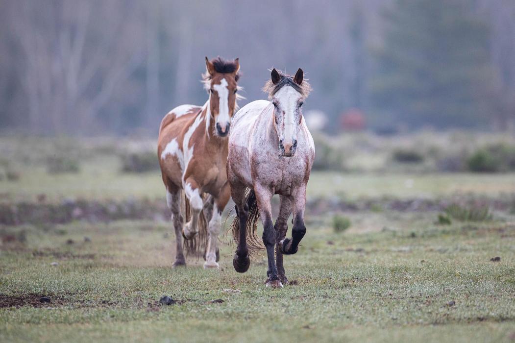 Rainbow Trout Ranch Image