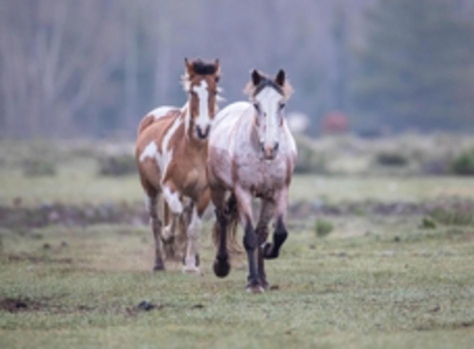 Rainbow Trout Ranch Logo