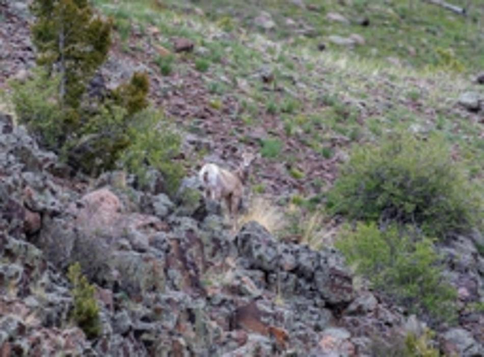 Rainbow Trout Ranch Image