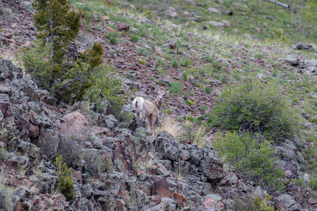 Rainbow Trout Ranch Image