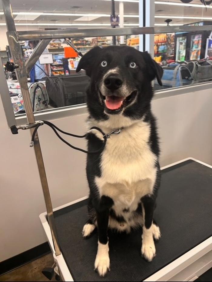 Petsense by Tractor Supply Logo