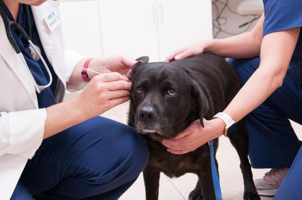 Hamilton Ridge Animal Hospital Image
