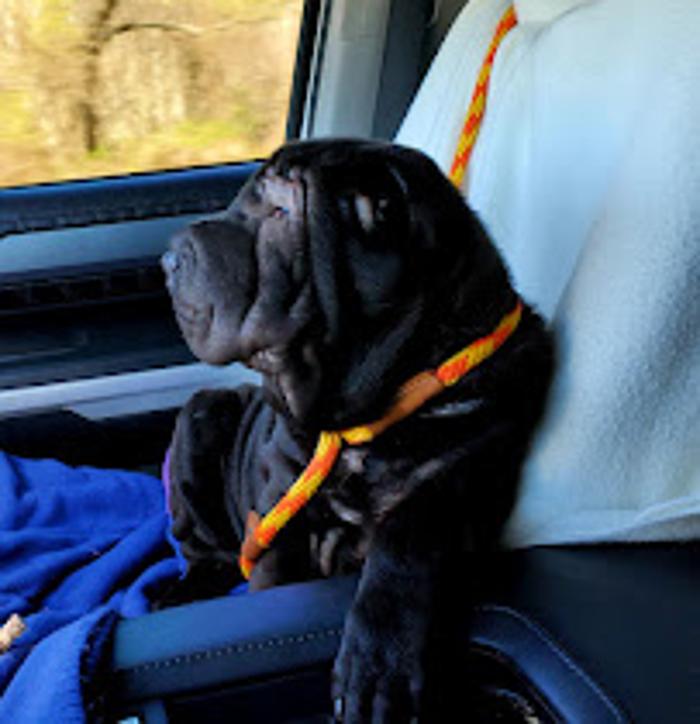 Metairie Small Animal Hospital - Marigny Clinic - New Orleans, LA