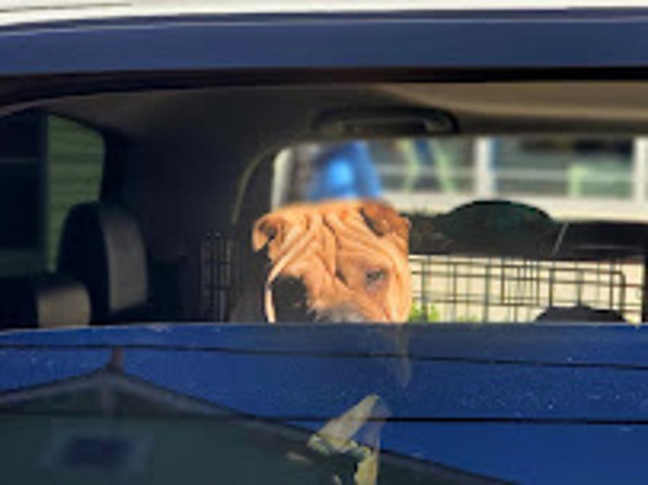 Metairie Small Animal Hospital - Marigny Clinic - New Orleans, LA