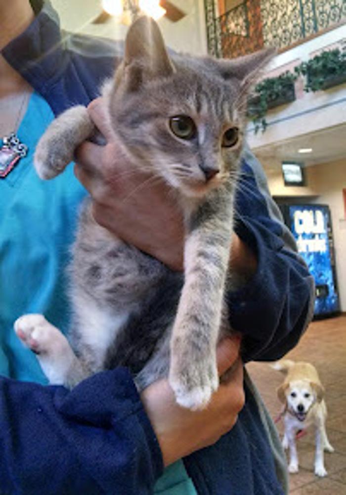 Metairie Small Animal Hospital - Kenner Clinic - Kenner, LA