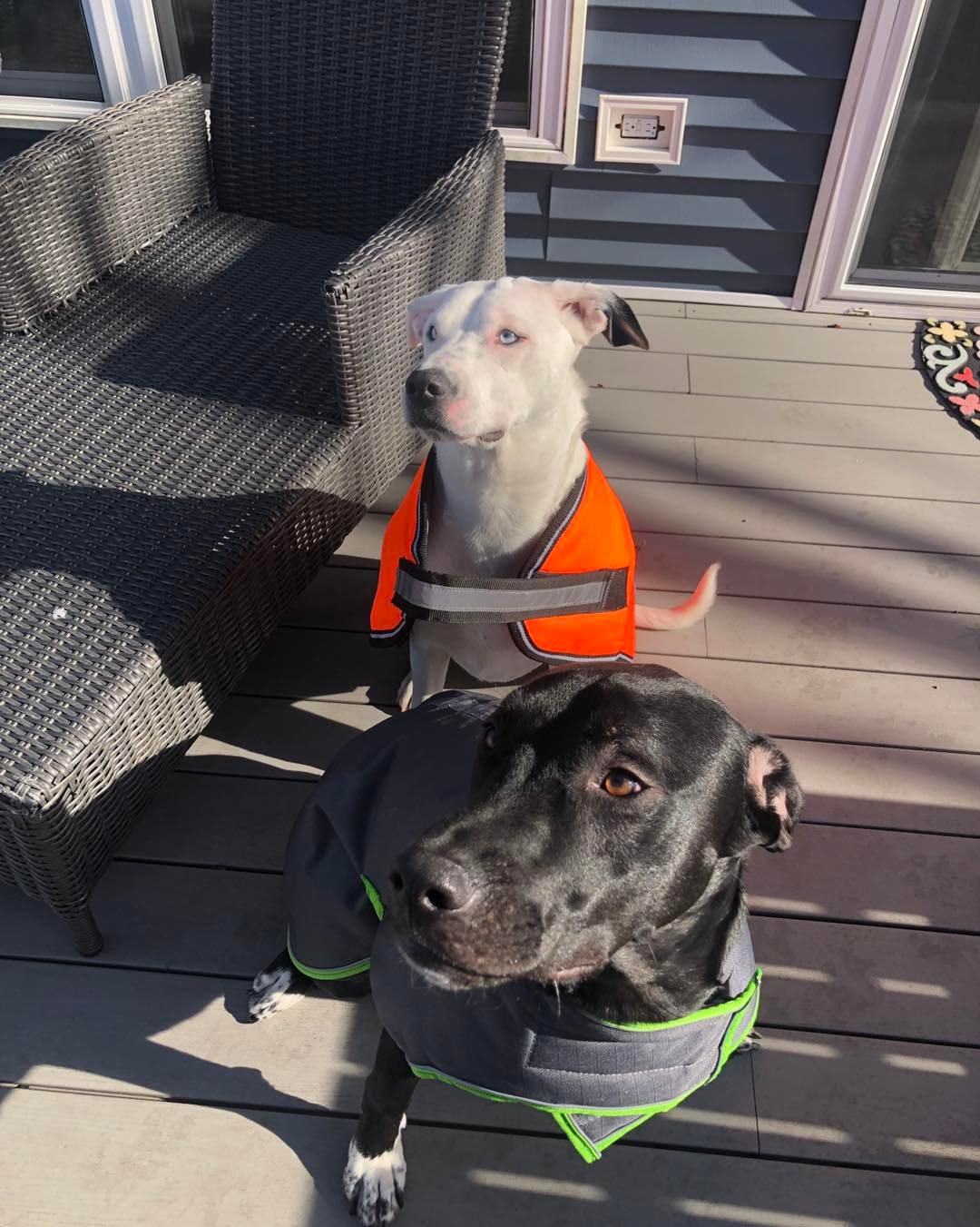 The Wagging Tail Pet Nutrition Center