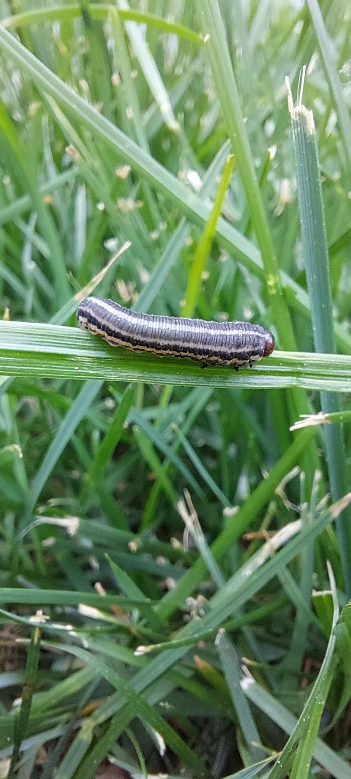 Aspen Turf Solutions - Princeton, LA