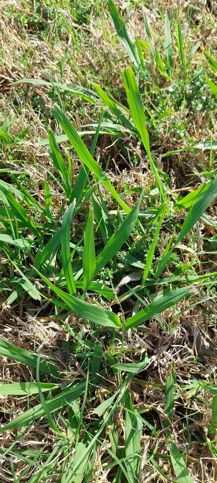 Aspen Turf Solutions - Princeton, LA