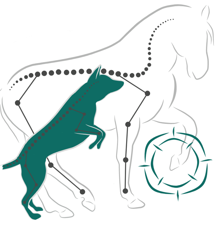 Pferdephysiotherapie Johne