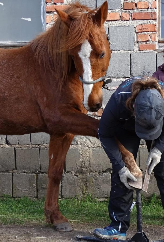 Pferdephysiotherapie Johne in Lawalde