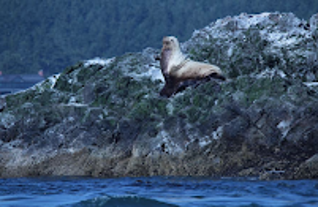 Anacortes Whale Watching Tours - Anacortes, WA