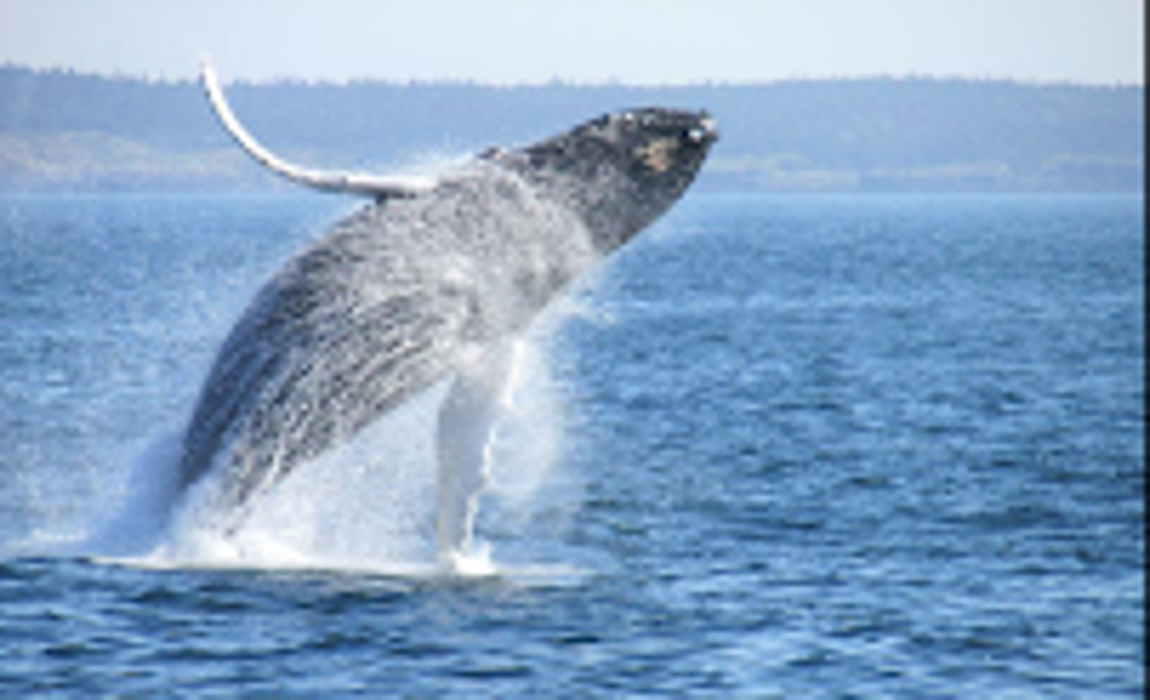 Anacortes Whale Watching Tours - Anacortes, WA