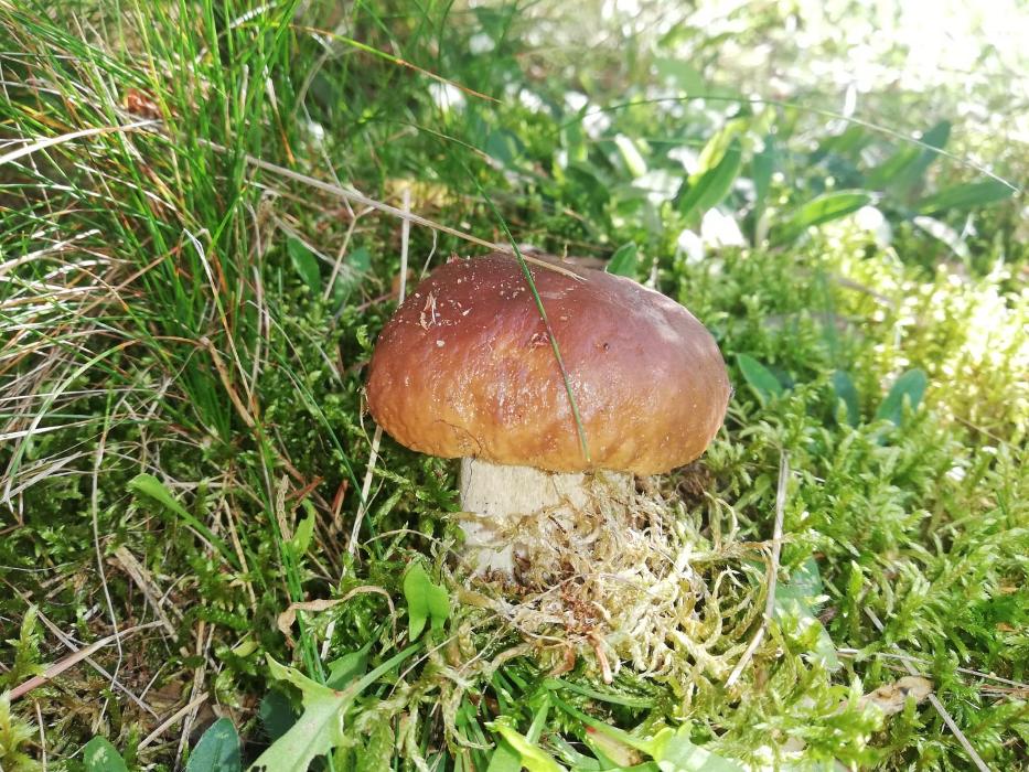 Ferienhausanlage Kagarsee, Zechlinerhütter Straße in Rheinsberg