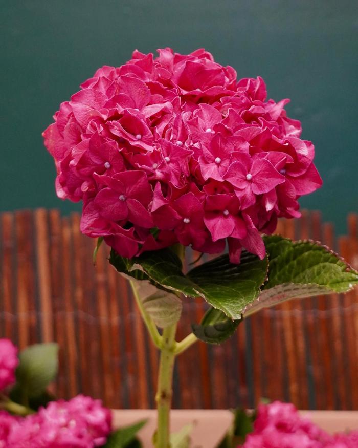 A Goode Florist - Stuart, FL