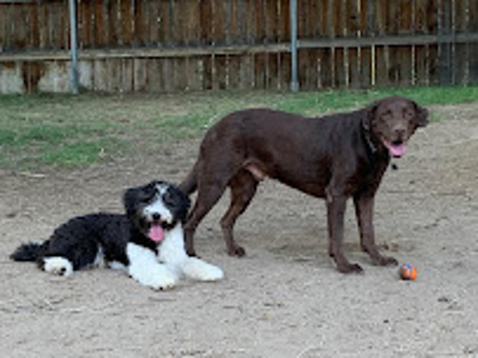 Cornerstone K9 - Sandy, UT