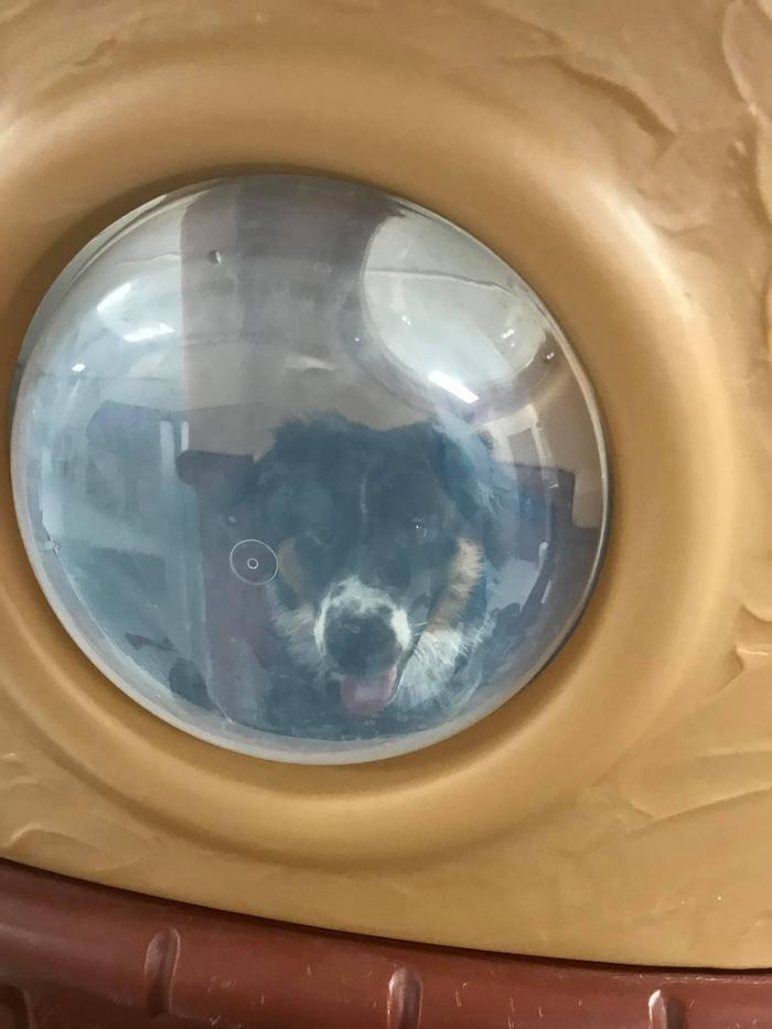 Petsburgh Pet Care Image